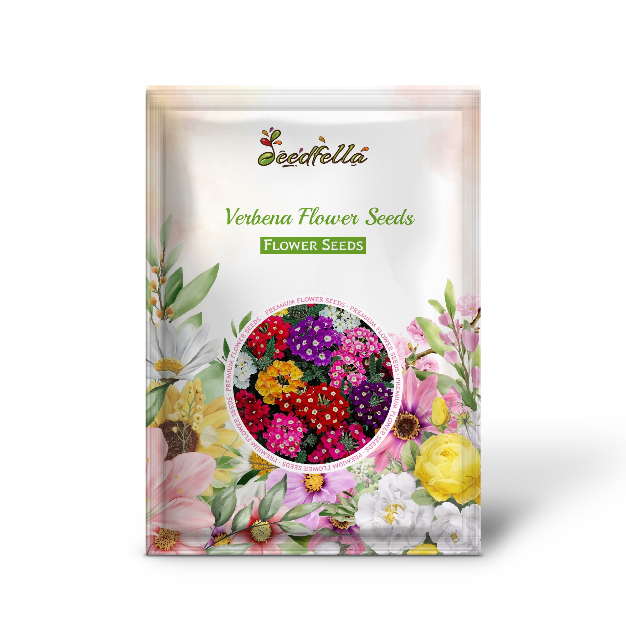 Colorful Verbena Flowers in Full Bloom