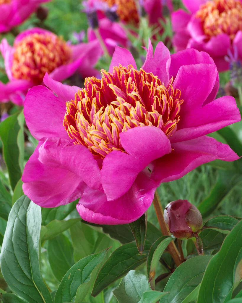 Vibrant Pink and Yellow Walter Mains Blooms for Garden Display