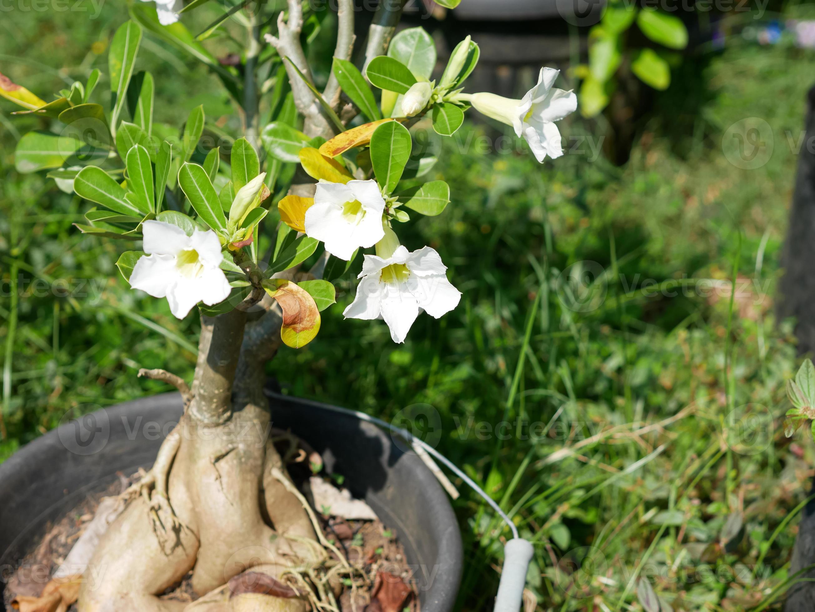 Vibrant White Adenium Obesum Plants in Full Bloom