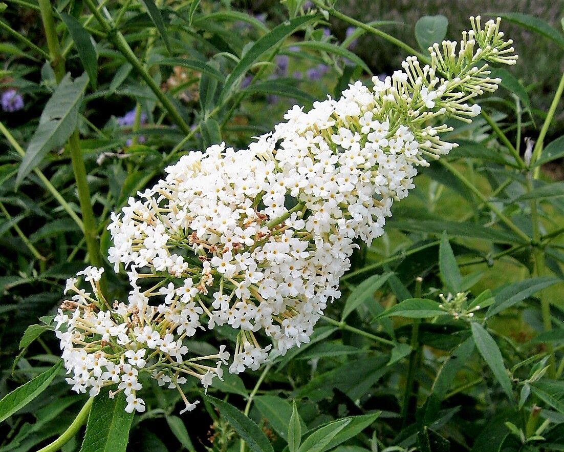 Vibrant White Buddleia Plants in Full Bloom