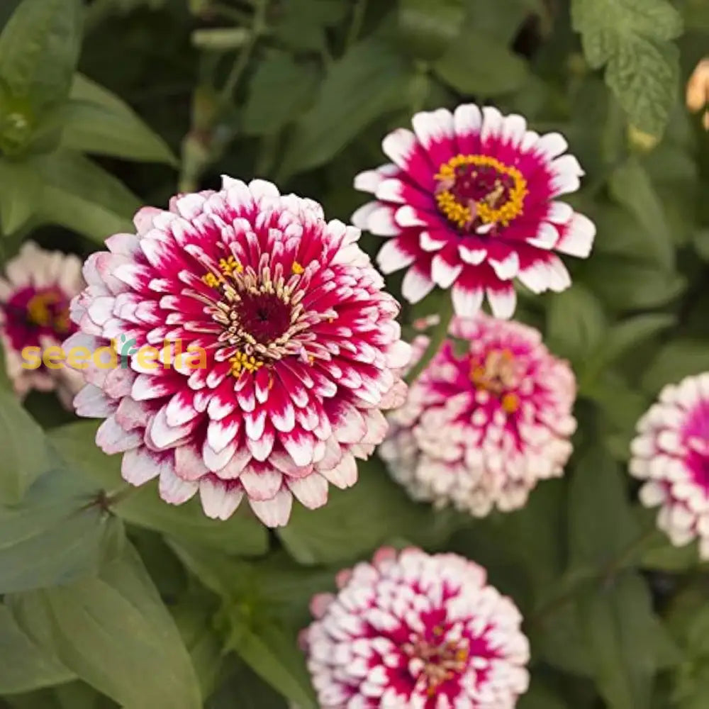 Vibrant White Pink Zinnia Planting Seeds For Your Garden Flower