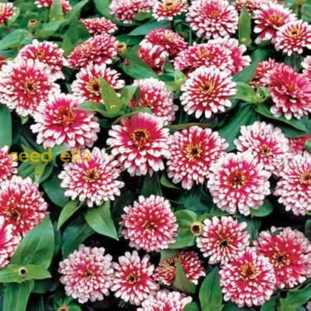 Vibrant White Pink Zinnia Planting Seeds For Your Garden Flower