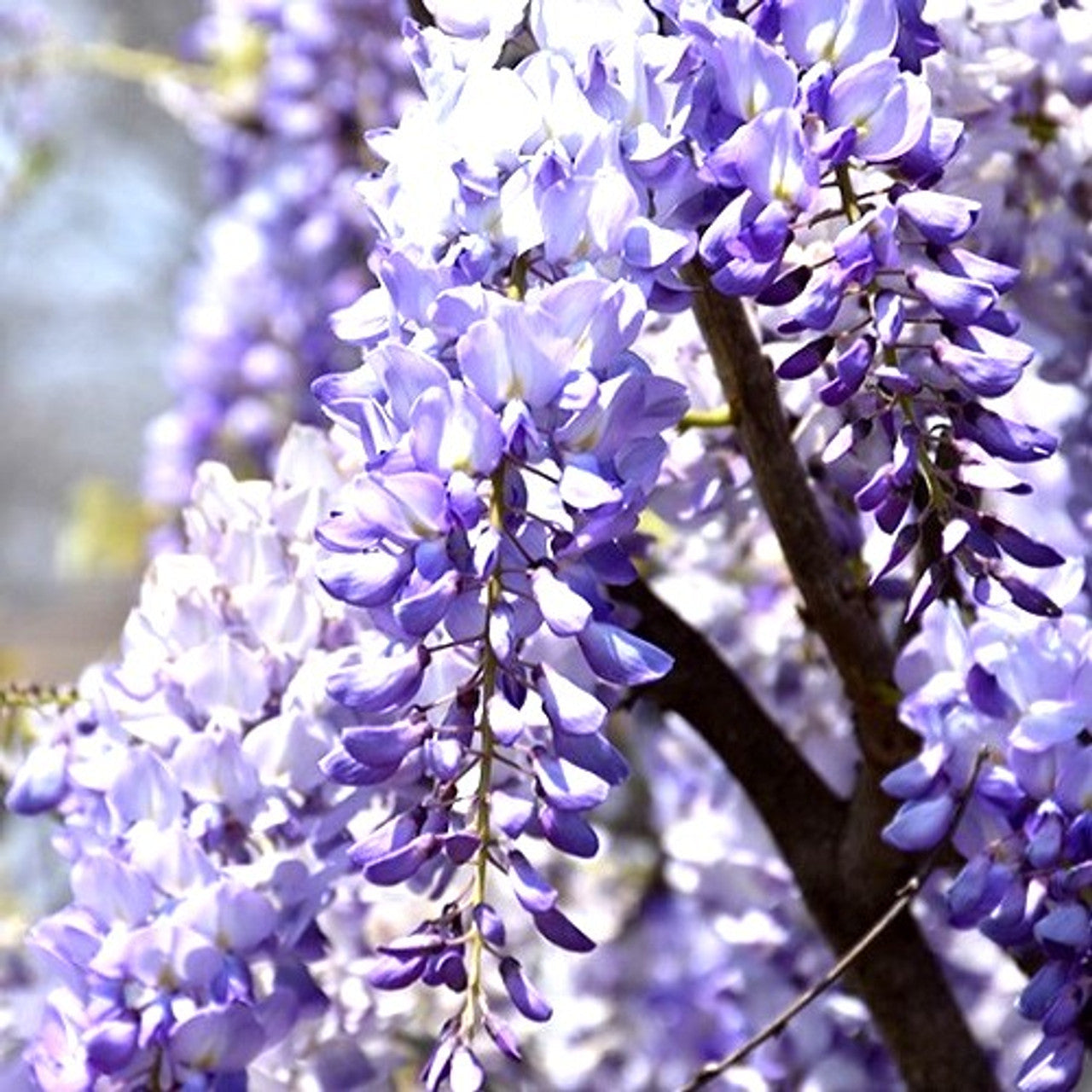 Vibrant Wisteria Climbing Plants in Full Bloom