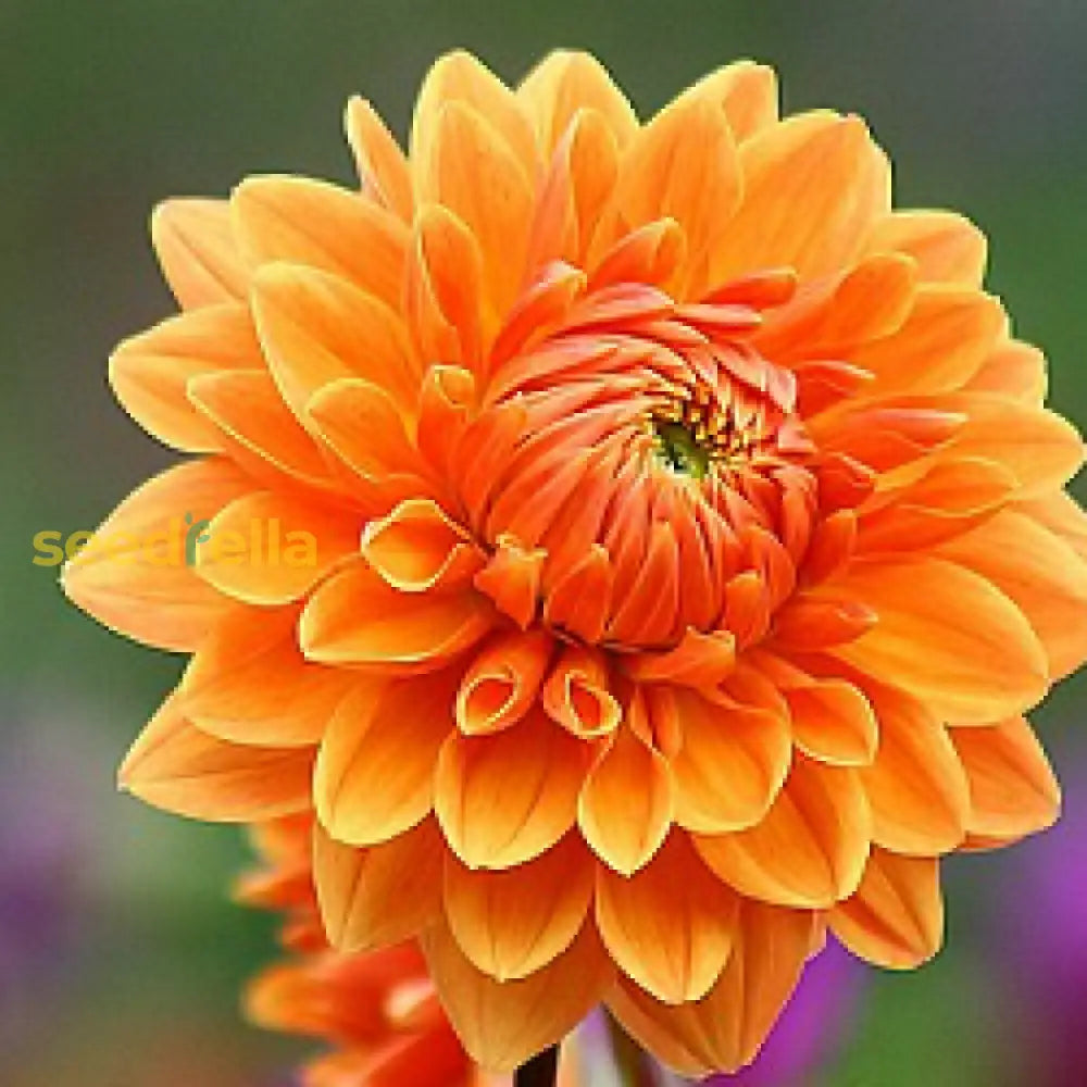 Vibrant Yellow-Orange Dahlia Flower Seeds For Colorful Planting