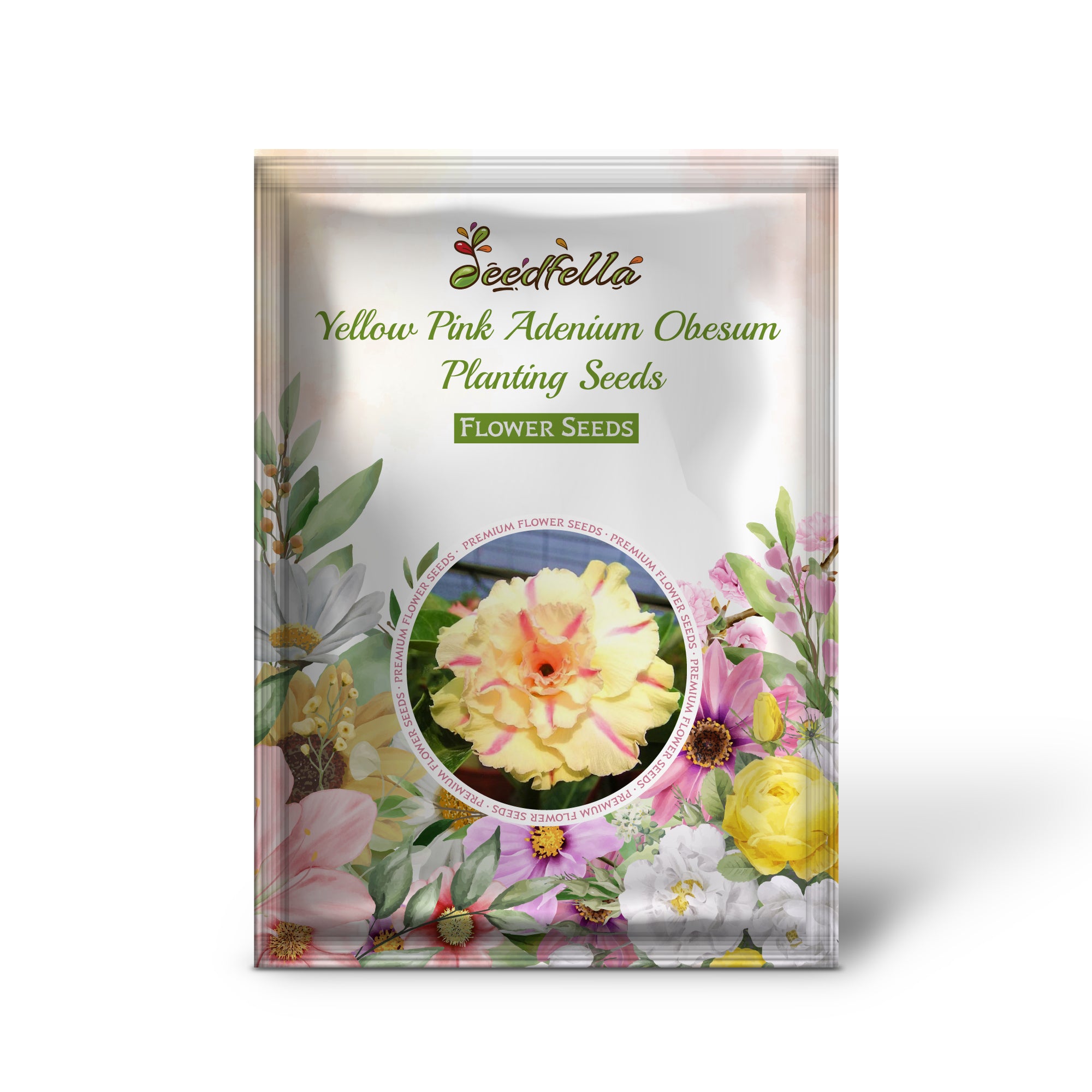 Vibrant Yellow Pink Adenium Obesum Flowers in Garden