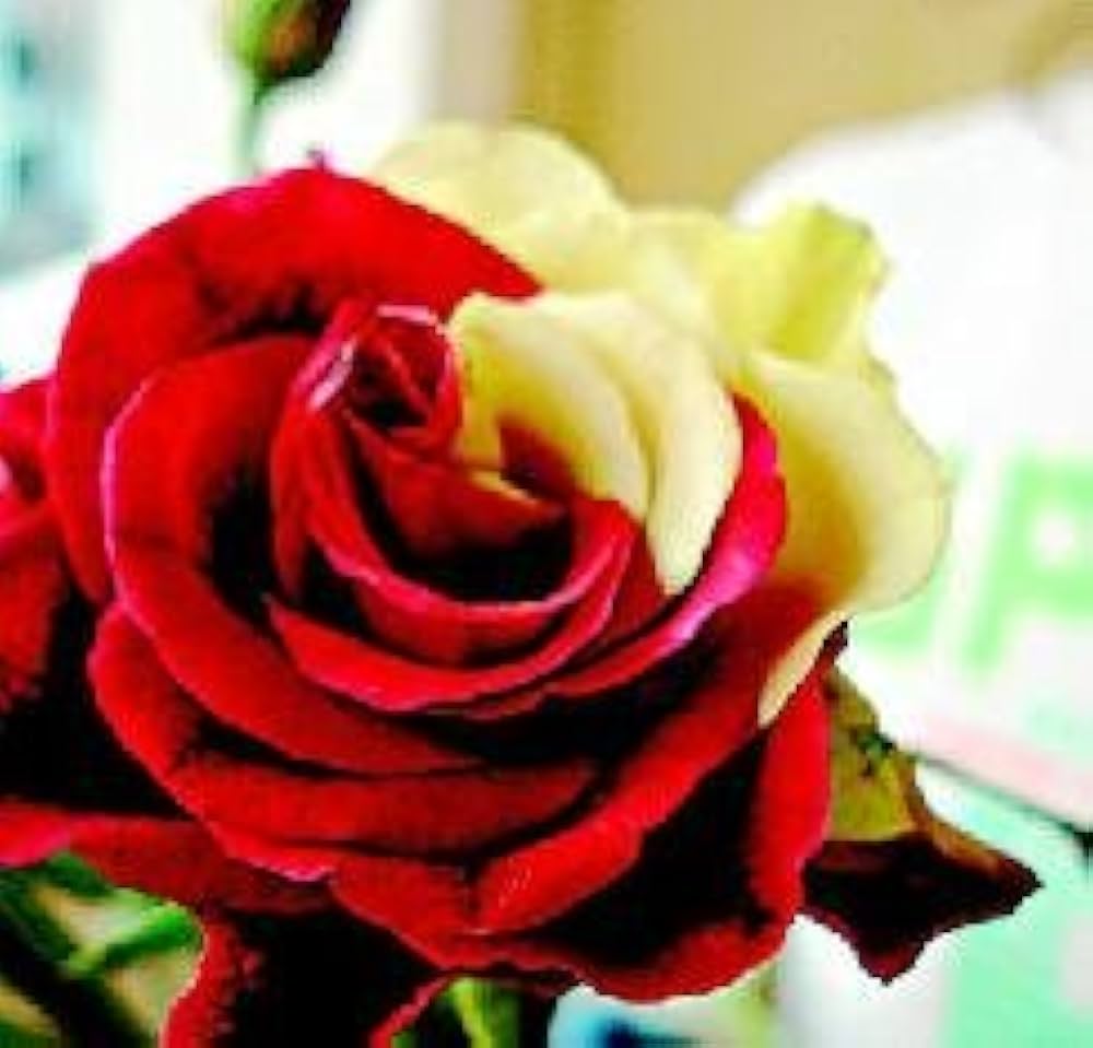 Vibrant Yellow Red Rose Variety Seeds for Landscapes