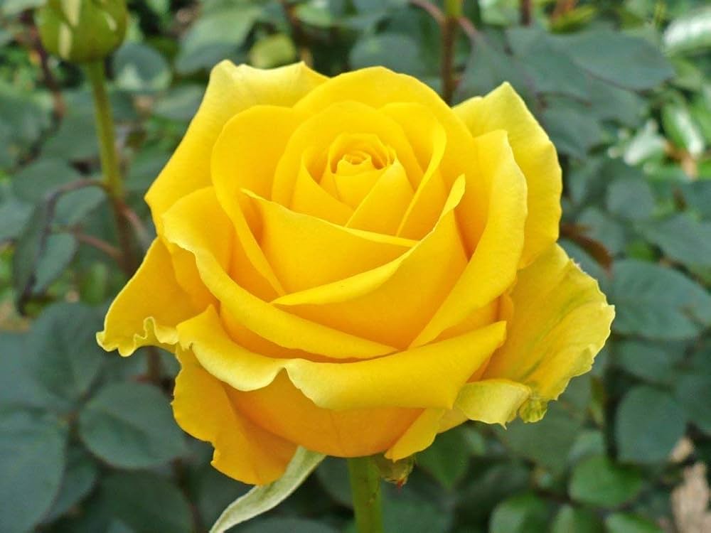 Vibrant Yellow Rose Plants in Full Bloom