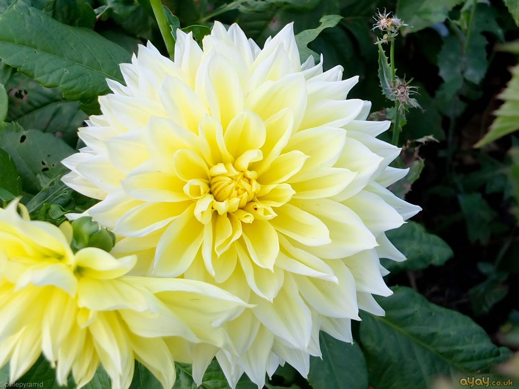 Vibrant Yellow and White Dahlia Plants in Bloom