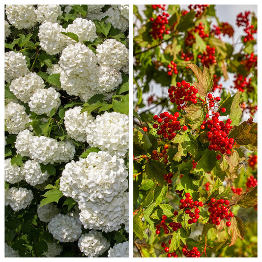 European Cranberry (Viburnum opulus) shrub seeds for planting