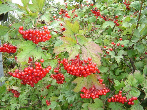 Bright red berries of the European Cranberry bush