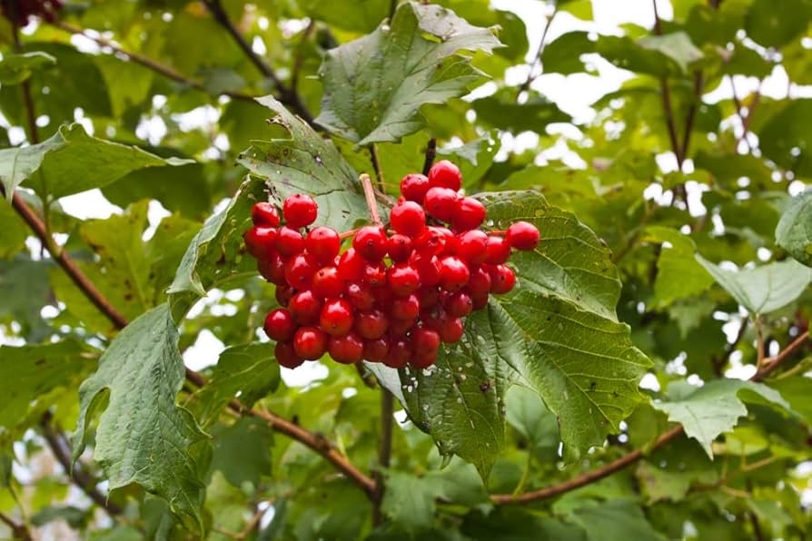 Viburnum trilobum seeds bright red berries closeup