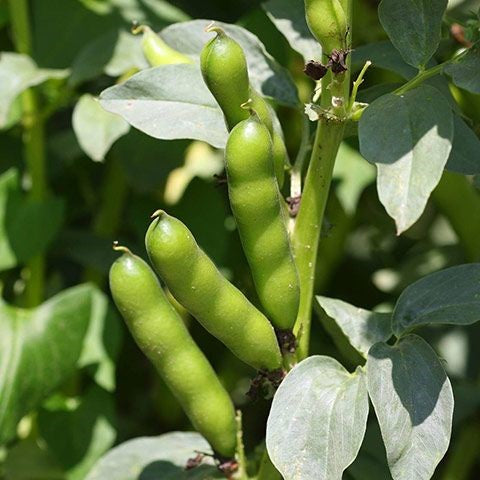 Vicia faba green leaf seeds for home gardening