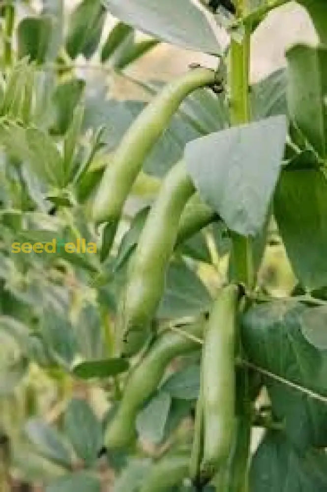 Vicia Faba Seeds For Planting: Green Leaf Variety Abundant Harvests Vegetable Seeds