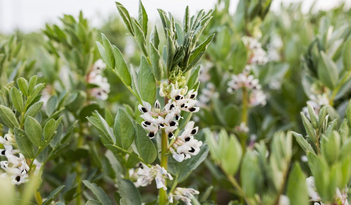 Vicia faba seeds non GMO for planting