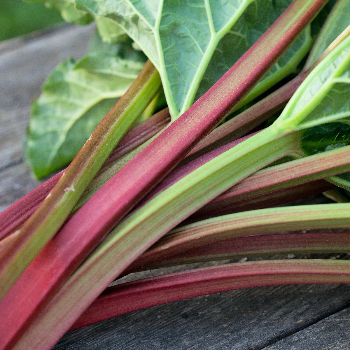 Victoria rhubarb seeds growing in a home garden bed