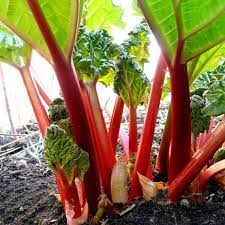 Victoria rhubarb seeds showing large green leaves and colorful stems