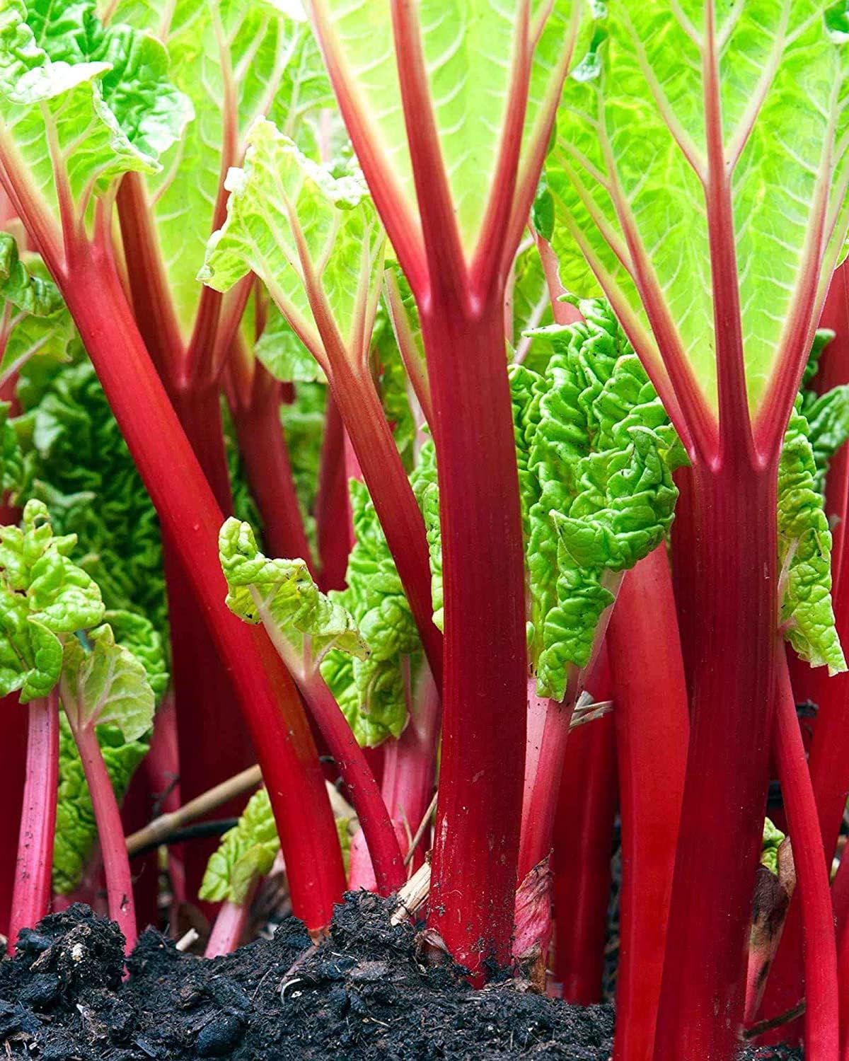 Fresh Victoria rhubarb stalks ready for harvest