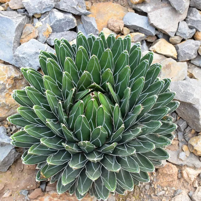 Victoriae Seeds Germinating in Cactus Soil