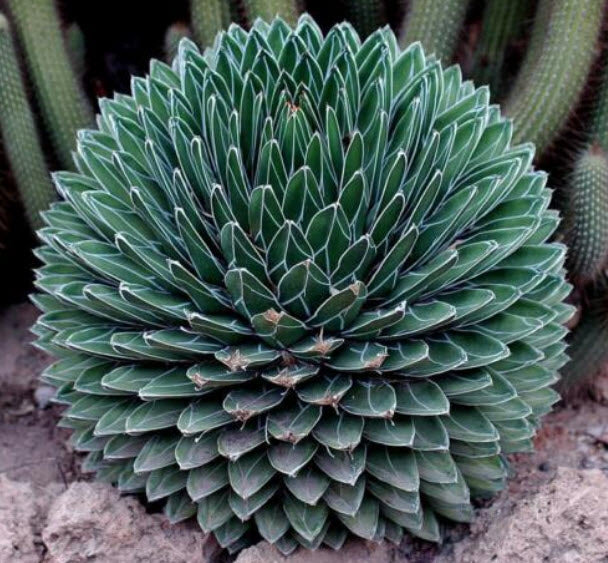 Young Victoriae Succulent Seedlings Growing Indoors