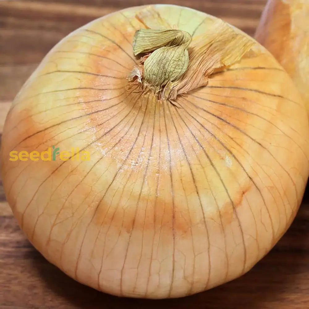 Vidalia Onion Seeds For Planting - Non-Gmo Heirloom Spring Fast Growing Backyard Country And