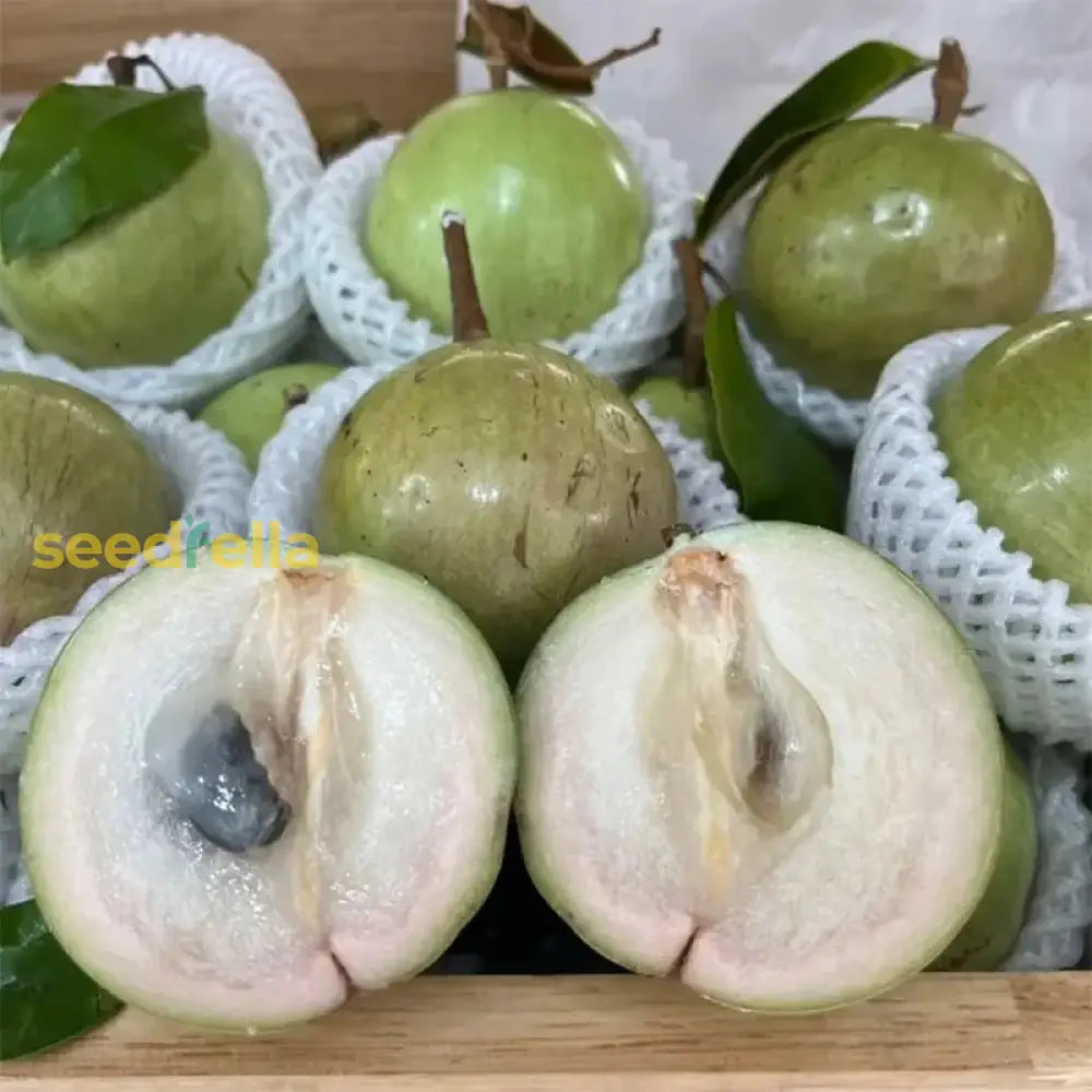 Vietnam Milk Melon Fruit Seeds - Premium Quality Planting For A Tropical Delight