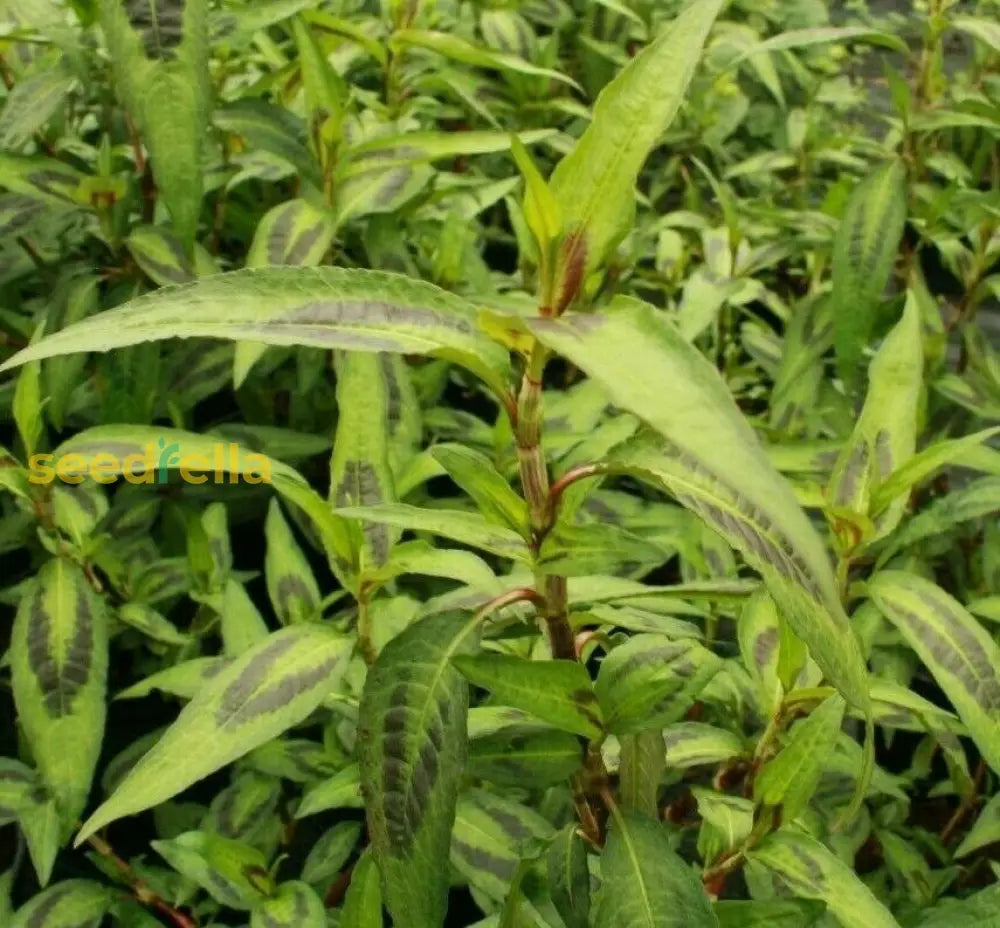 Vietnamese Coriander Plant: Aromatic Culinary Herb For Thriving Gardens And Flavorful Dishes Seeds