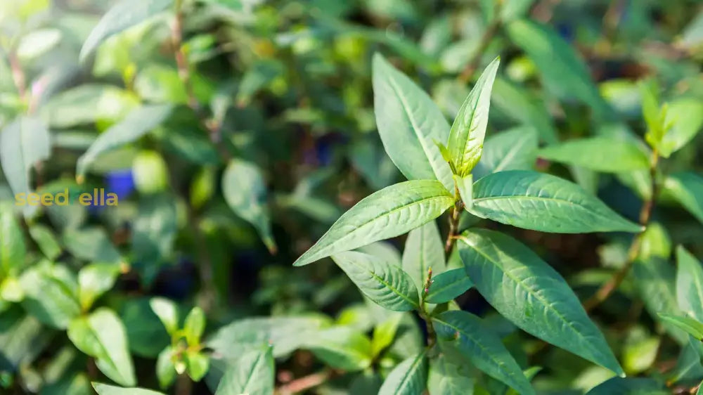 Vietnamese Coriander Plant: Aromatic Culinary Herb For Thriving Gardens And Flavorful Dishes Seeds