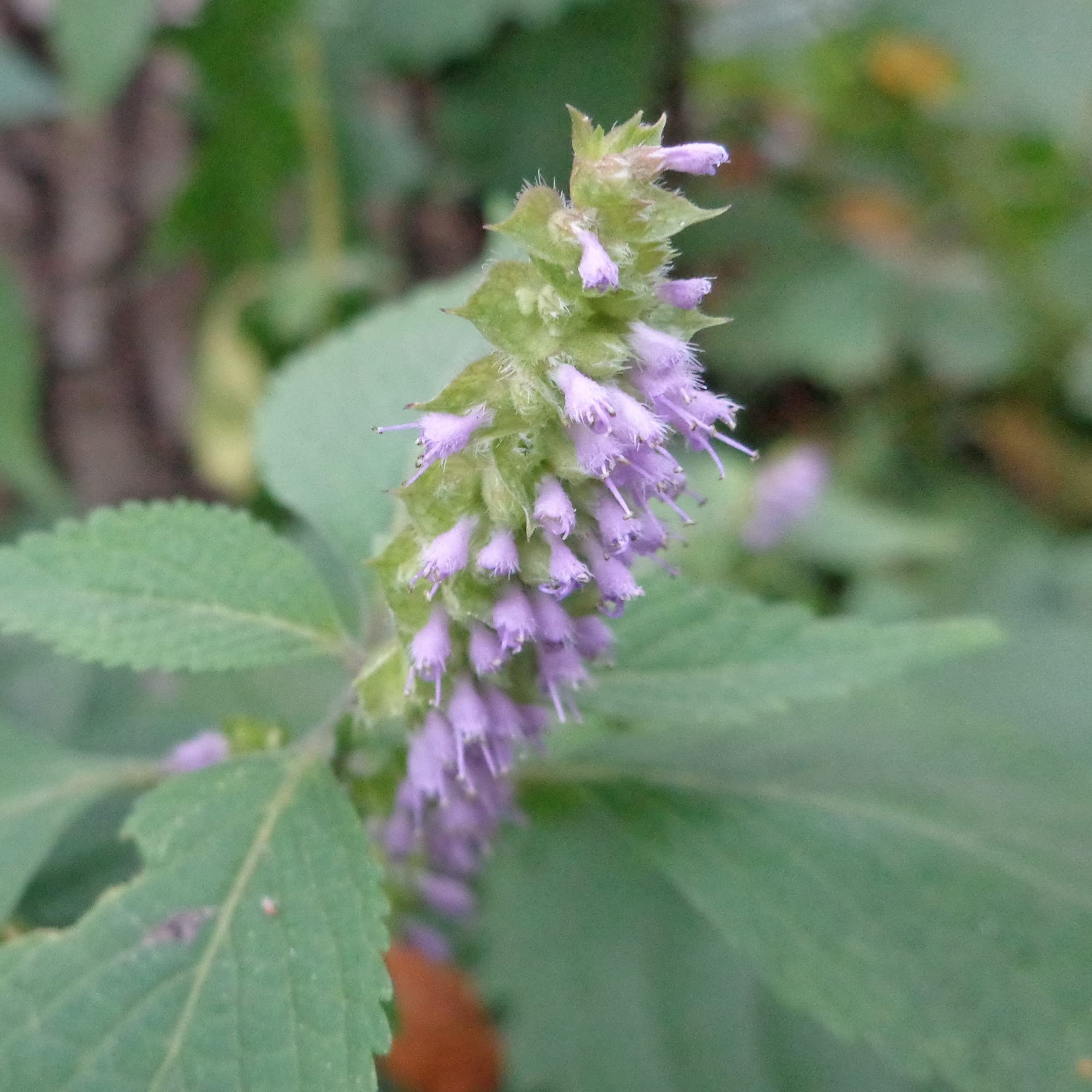 Vietnamese Mint seeds Persicaria odorata ornamental herb