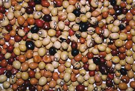 Vigna Seeds for Home Garden – Hardy Legume for Warm Climates