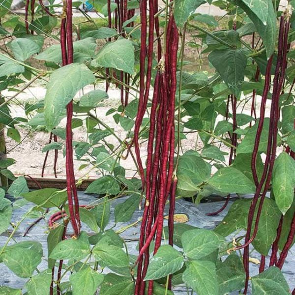 Vigna unguiculata climbing vine for backyard garden