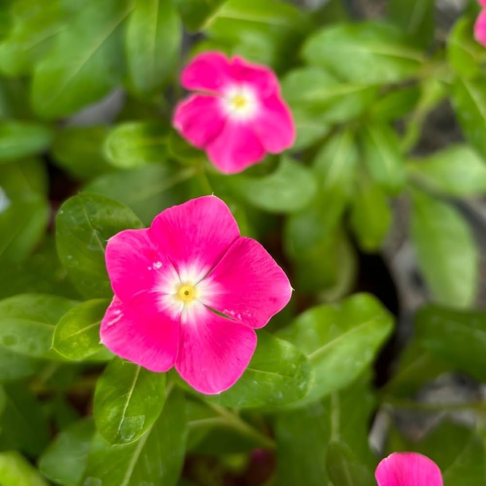 Dark Pink Vinca planted in garden border