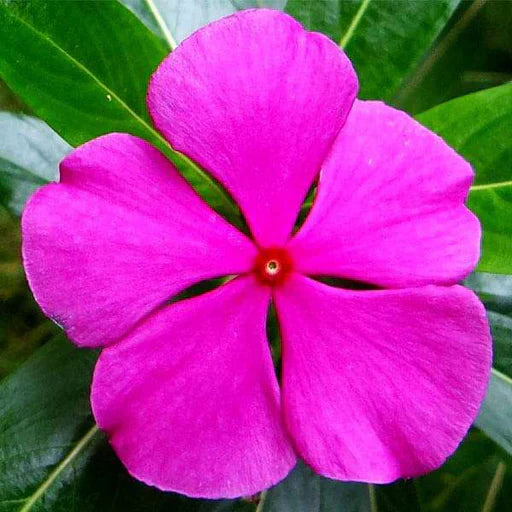 Close-up of Dark Pink Vinca petals and foliage