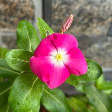Dark Pink Vinca growing in container