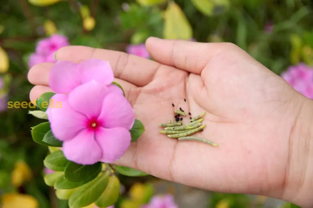 Vinca Minor Seeds For Planting - Hardy Perennial Flower