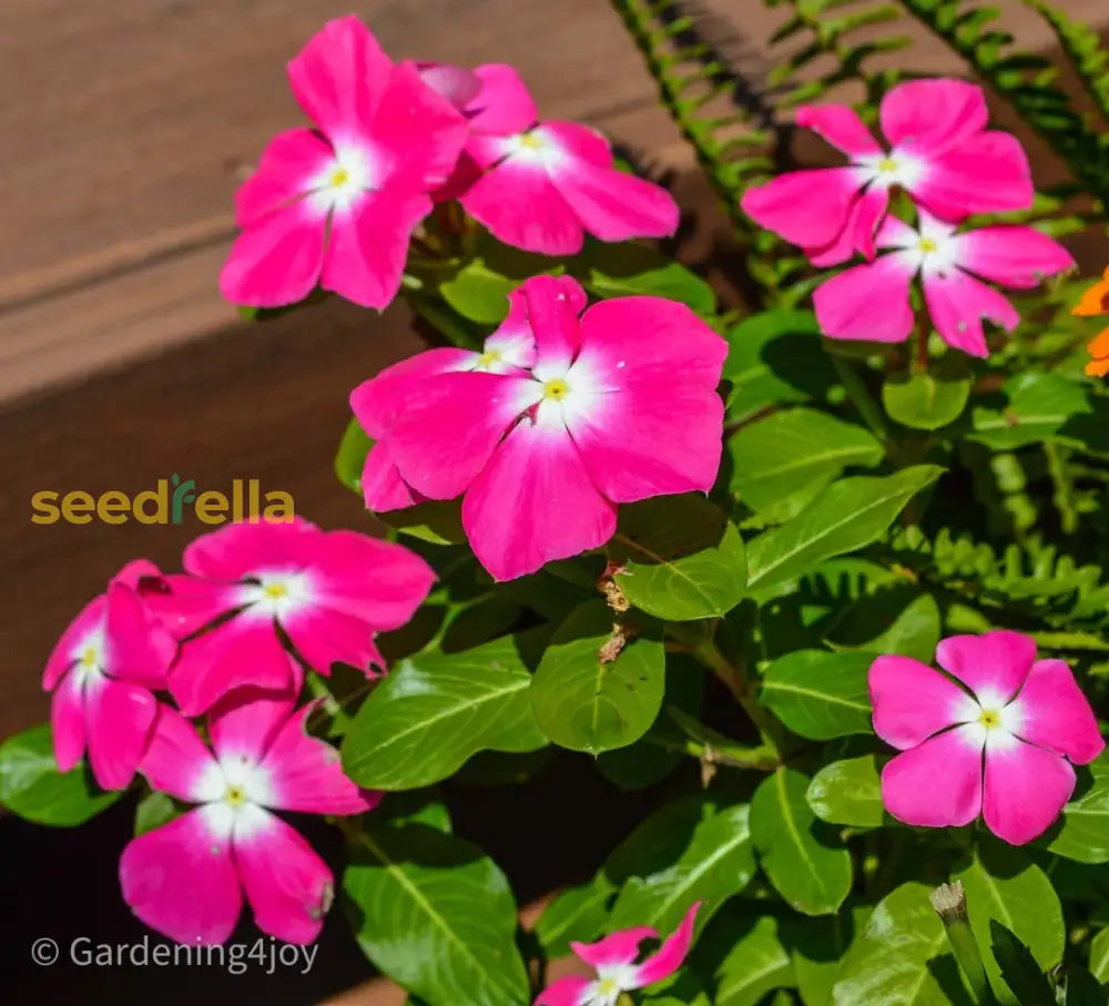 Vinca Minor Seeds For Planting - Hardy Perennial Flower