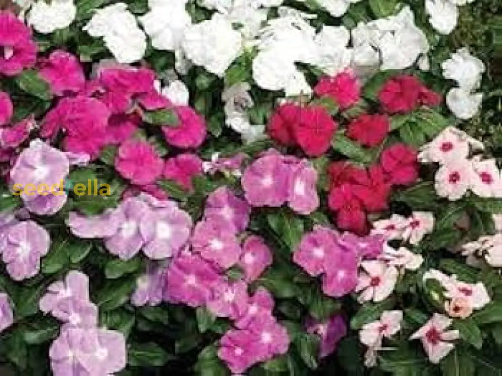 Vinca Mix Seeds For Planting  Colorful Annual Blooms Your Garden Flower