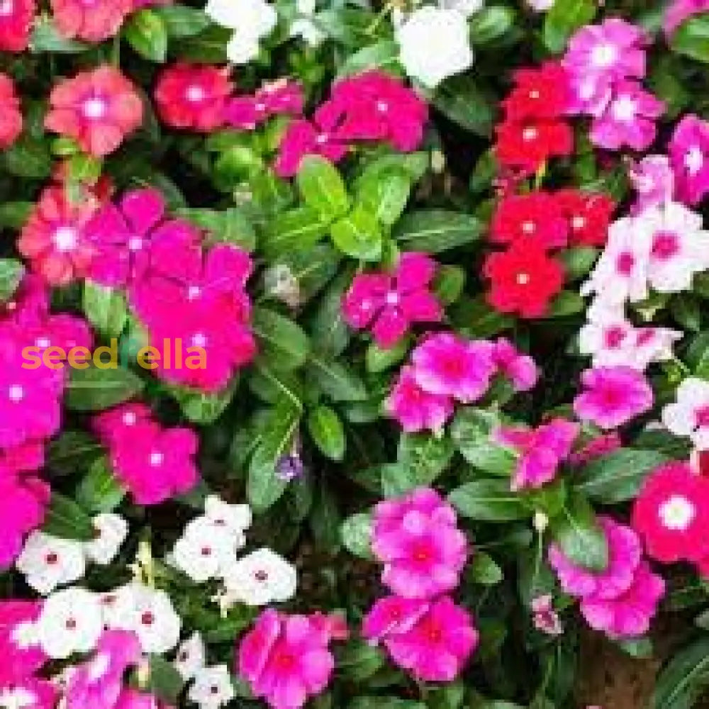 Vinca Mix Seeds For Planting  Colorful Annual Blooms Your Garden Flower