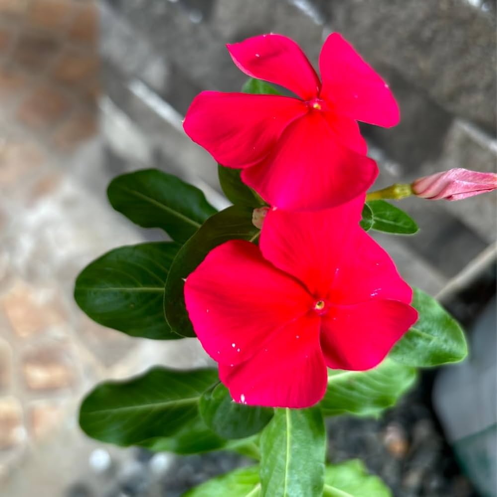 Vinca Red flowers growing in garden beds
