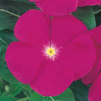 Vinca Victory Flower Seeds for Planting