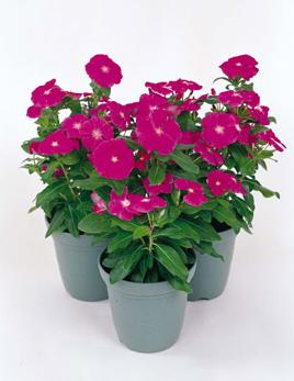 Vinca Victory Flowers in Pots and Containers