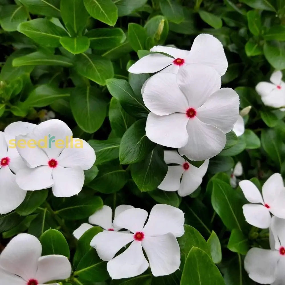 Vinca White Polka Dot Flower Seeds For Planting  Unique Annuals Your Garden