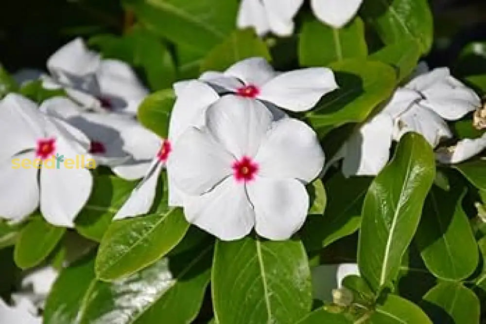 Vinca White Polka Dot Flower Seeds For Planting  Unique Annuals Your Garden