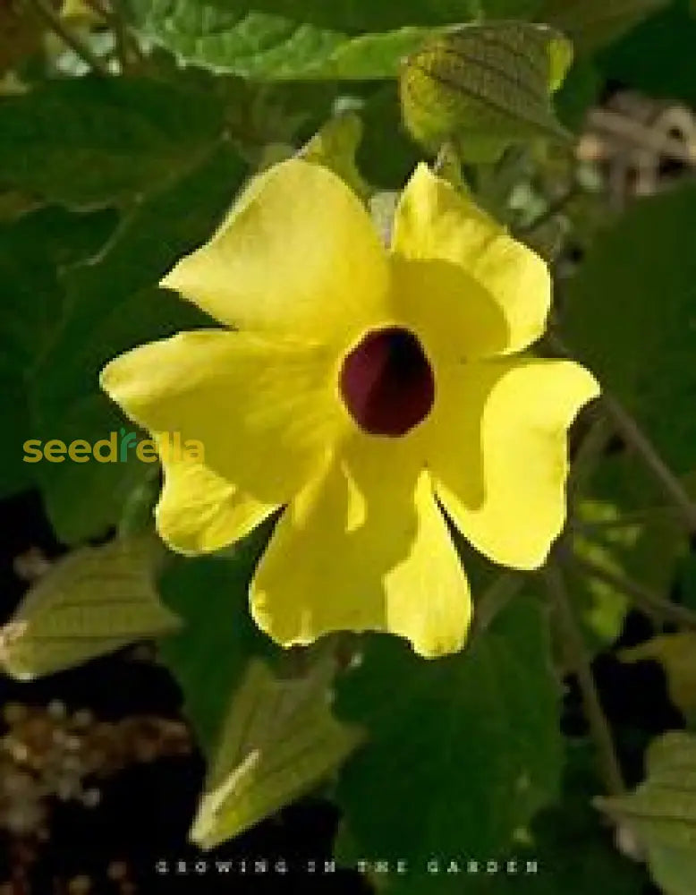 Vine Plant Seeds For Easy Planting Seeds