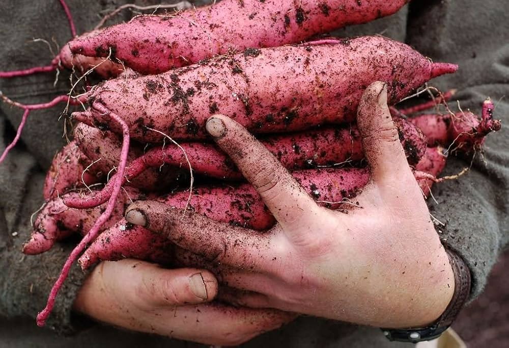 Giant Sweet Potato seeds with vigorous vines