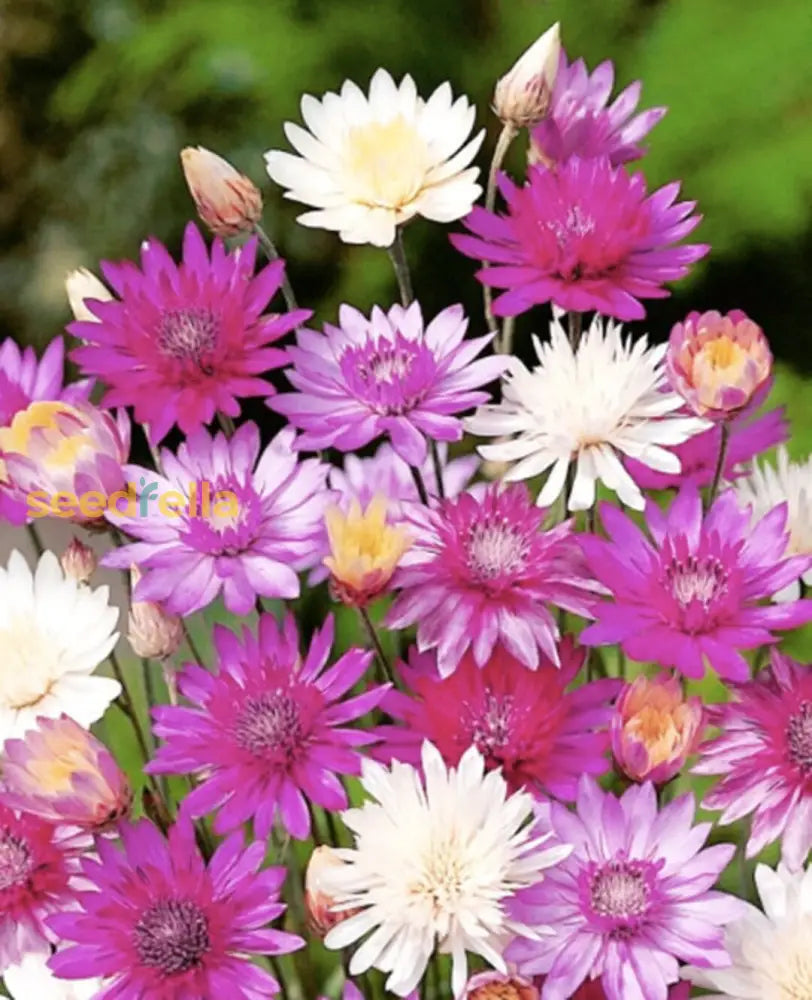 Vintage Xeranthemum Flower Seeds For Planting