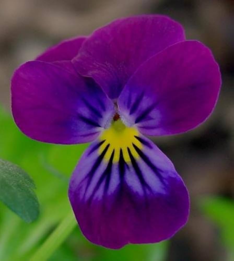 Viola cornuta Enrico Fiore seeds for cool-season gardens