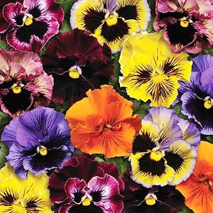 Viola Cornuta pansy seeds for indoor and garden planting