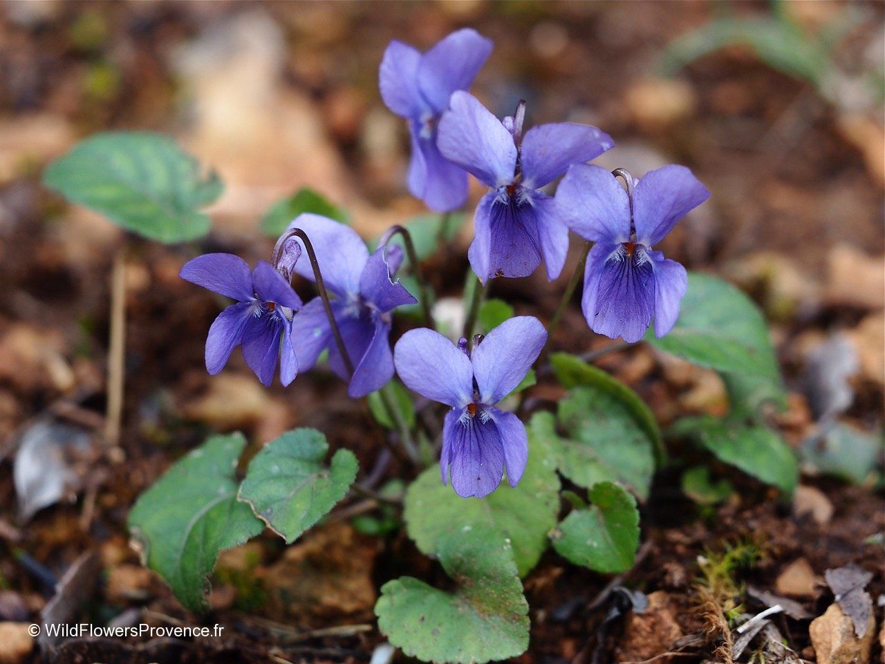 Close-Up of Blue Viola Mandshurica Petals