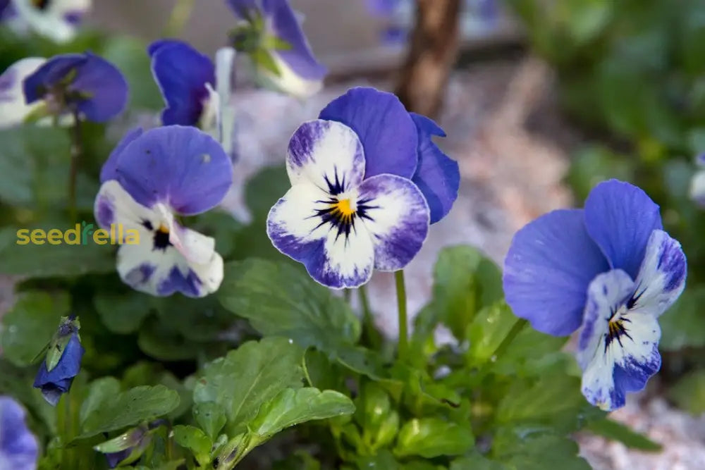 Viola Flower Seeds For Planting - Vibrant Blooms Your Garden