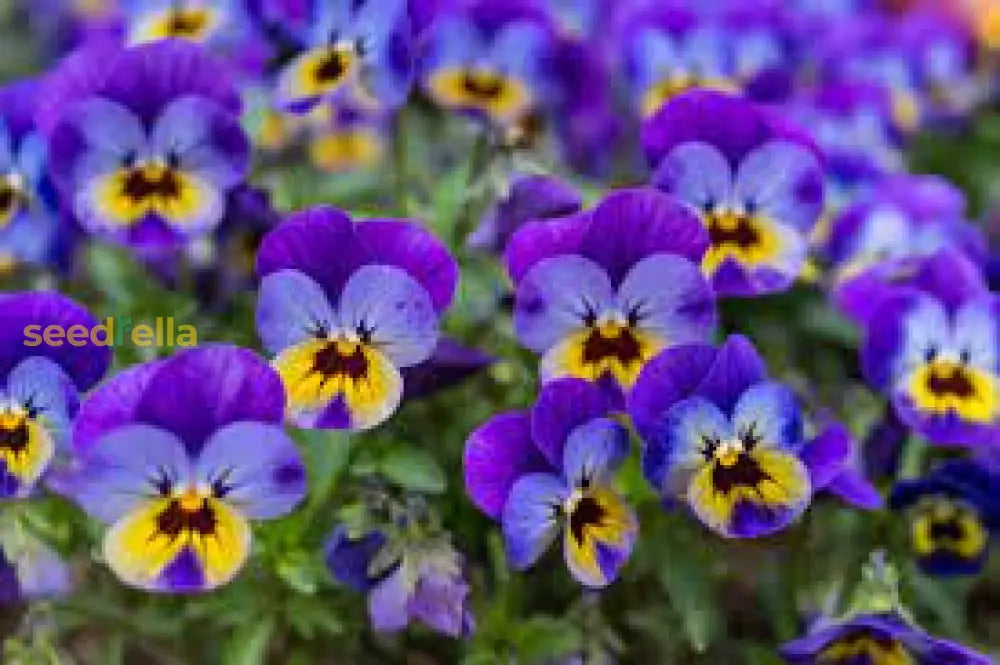 Viola Flower Seeds For Planting - Vibrant Blooms Your Garden